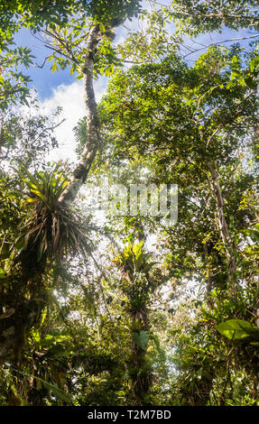 Vegetación de bosque tropical montano en el Des Cartier bosque sendero enla isla caribeña de Santa Lucía.