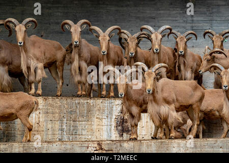 Muchos de Berbería ovejas grupo mira Foto de stock