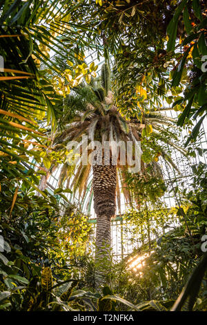 Vista de ángulo bajo el árbol de palma en el palmarium, el invernadero de Palm en el Jardin des serres d'Auteuil, un jardín botánico de París, Francia.