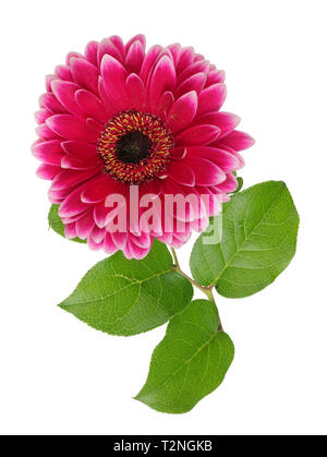 Gerbera Roja flor solitaria perfecta mentira sobre tabla. Aislado en blanco studio macroenfoque apilar shot Foto de stock