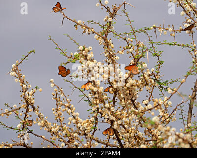 African Queen o las mariposas monarca (Danaus chrysippus) alimentándose de abundantes flores de acacia cerca Kulalu Camp, Galana Conservancy,Kenia,Africa