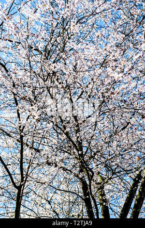 Im Obstbaeume Bluehende fruehling; florece en primavera Foto de stock