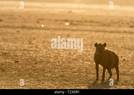 Silueta de la hiena descansando al amanecer en Maasai Mara Foto de stock