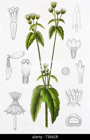 Mejor reproducción digital de una ilustración de Kleinblütige Knopfkraut, Franzosenkraut, Galinsoga parviflora, quickweed, papa de maleza, desde una impresión original del siglo XIX.