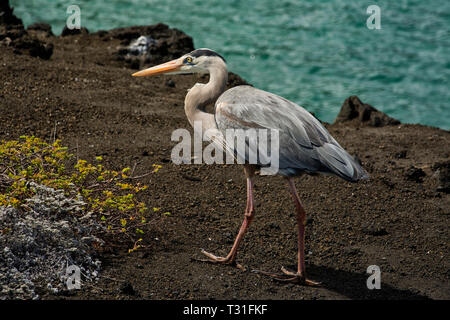 América del Sur, Ecuador, Islas Galápagos, Isla Bartolome, Great Blue Heron, Ardea herodias Foto de stock
