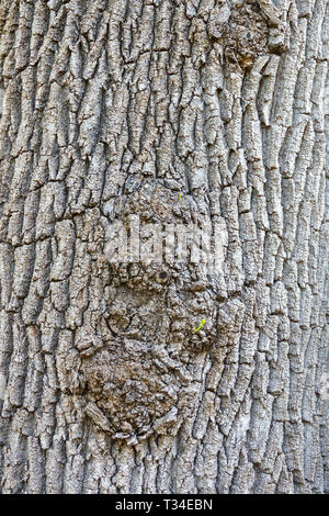 Fraxinus angustifolia, textura de corteza de árbol, tronco de árbol Foto de stock
