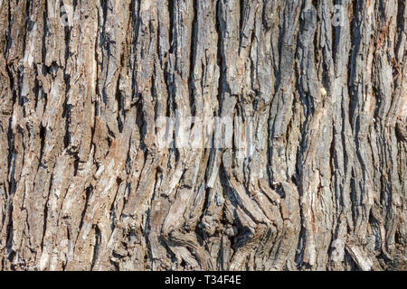 Bur Oak, Quercus macrocarpa, textura de corteza de árbol, tronco de árbol Foto de stock