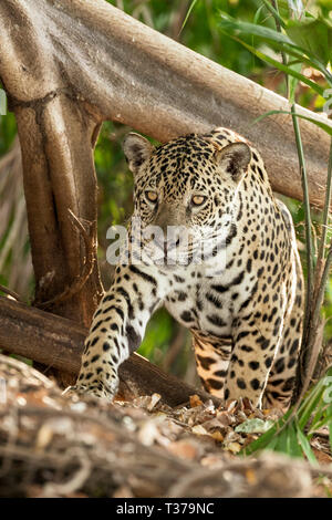 Jaguar, el jaguar (Panthera onca), el Pantanal de Mato Grosso, Mato Grosso, Brasil