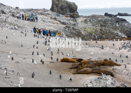 Southern Elephant Seal, Mirounga leonina; y pingüinos Pygoscelis papua en Hannah Point; Walker Bay, Isla Livingston, Islas Shetland del Sur. Foto de stock