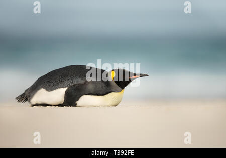 Cierre de un pingüino rey durmiendo en una playa de arena en las Islas Malvinas. Foto de stock