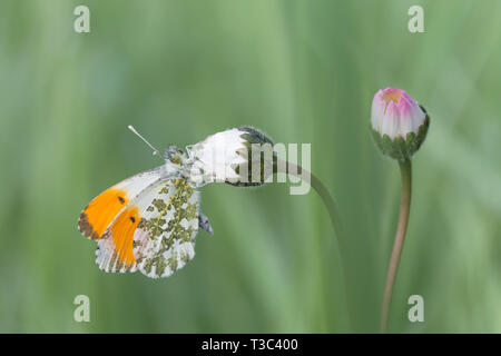 Maravilloso retrato de punta anaranjada mariposa Anthocharis cardamines ()