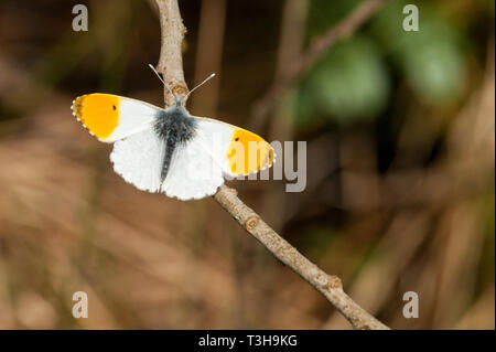 Punta anaranjada mariposa macho descansando sobre twig