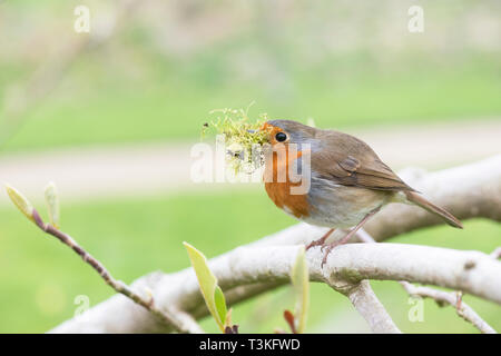 Erithacus rubecula. Robin con material de anidación en su pico en un jardín inglés