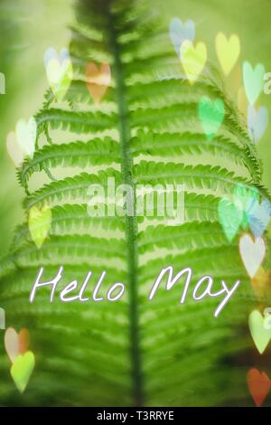 Banner hola mayo. Imagen de bienvenida. Nuevo mes. Los meses cálidos. En el mes  de mayo. Mes de primavera. Hola primavera Fotografía de stock - Alamy