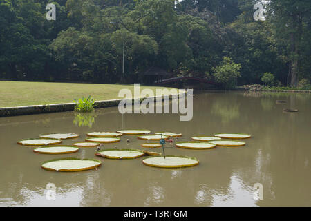 Jardín Tropical Park flotante con nenúfares Victoria amazonica) en estacionamiento en la ciudad de Bogor en Java Indonesia