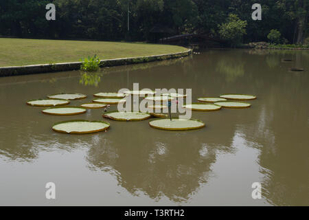 Jardín Tropical Park flotante con nenúfares Victoria amazonica) en estacionamiento en la ciudad de Bogor en Java Indonesia