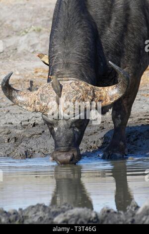 El búfalo africano (Syncerus caffer), macho adulto bebiendo en un abrevadero con dos rojo-facturados oxpeckers (Buphagus erythrorhynchus), el Parque Nacional Kruger Foto de stock