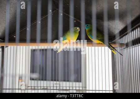 Dos loros en la jaula, coloridos pájaros del amor, mascotas