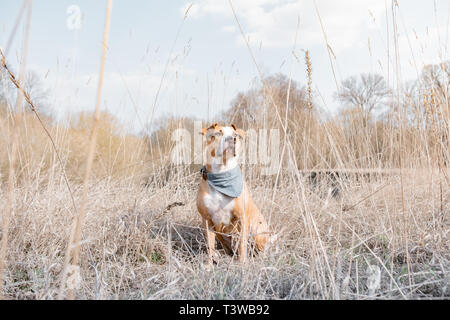 Retrato de un perro pasar tiempo en la naturaleza. Staffordshire terrier perro disfruta de un hermoso día de la primavera en medio de un prado o un parque, héroe shot ver Foto de stock