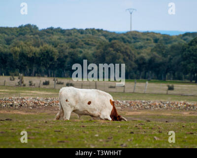 Una vaca de raza berrenda en Colorado las vacas que pastan en la dehesa de Salamanca (España). Concepto de ganadería extensiva ecológica Foto de stock