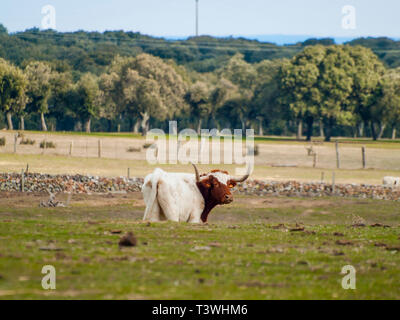 Una vaca de raza berrenda en Colorado las vacas que pastan en la dehesa de Salamanca (España). Concepto de ganadería extensiva ecológica Foto de stock
