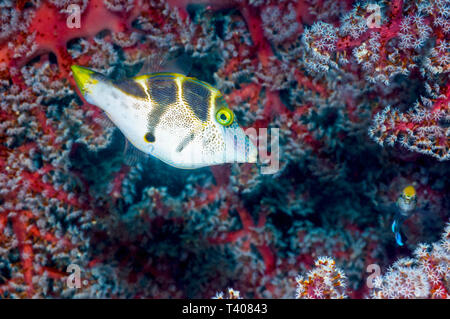 Imitar [Paraluteres prionurus filefish]. El Parque Nacional de Komodo (Indonesia).