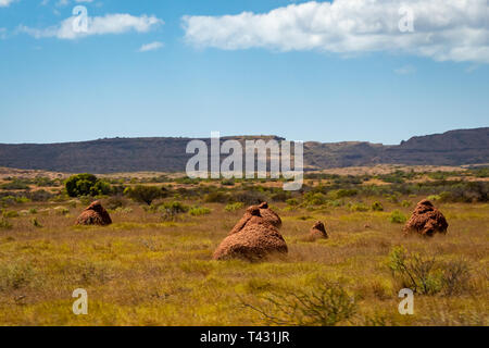 Muchos montajes de termitas en el árido paisaje de Bush de Australia Occidental Foto de stock