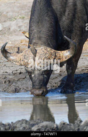 El búfalo africano (Syncerus caffer), macho adulto bebiendo en un abrevadero con dos rojo-facturados oxpeckers (Buphagus erythrorhynchus), Kruger NP,Sudáfrica Foto de stock