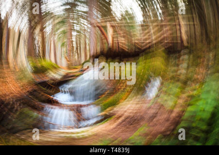 Desenfoque de movimiento rotacional en un bosque, spinning efecto