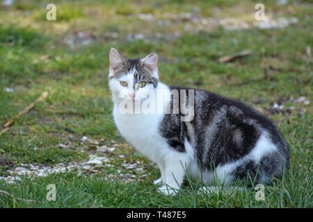 Feral gato salvaje en Cape Charles Maryland USA americano en el otoño después de ser abandonados por la familia como una mascota Foto de stock