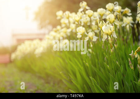 Iris amarillo blanco flores en primavera en el patio de la iglesia, fondo floral de temporada de verano Foto de stock