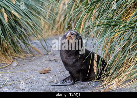 Cute foca pup posando en una playa de arena, en medio de la Hierba Tussac, Isla Georgia del Sur, el Océano Atlántico sur