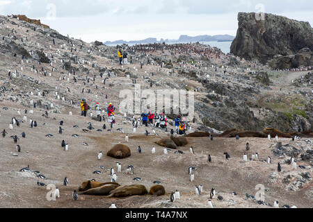 Los turistas chinos entre los pingüinos Gentoo y Southern Elephant Seal, en Hannah Point, Isla Livingston, Islas Shetland del Sur, Antártida. Foto de stock