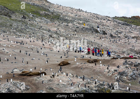 Los turistas chinos entre los pingüinos Gentoo y Southern Elephant Seal, en Hannah Point, Isla Livingston, Islas Shetland del Sur, Antártida. Foto de stock