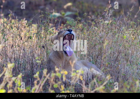 León asiático o león asiático o Panthera leo leo bostezar en Gir Parque Nacional India de Gujarat Foto de stock