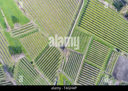La agricultura en Valtellina, campos vista desde arriba. Los huertos de manzana