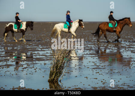 Cuxhaven, Alemania. 20 abr, 2019. Tres mujeres montar sus caballos en las marismas a mediodía cuando el clima es bueno y la marea está baja. Crédito: Mohssen Assanimoghaddam/dpa/Alamy Live News Foto de stock