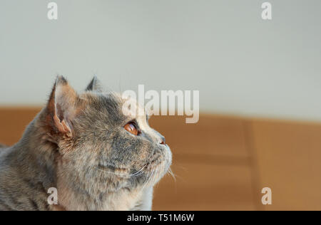 Vista cercana de un azul-crema Británico gato. Tumbado en la cama, ella tiene unos ojos grandes.
