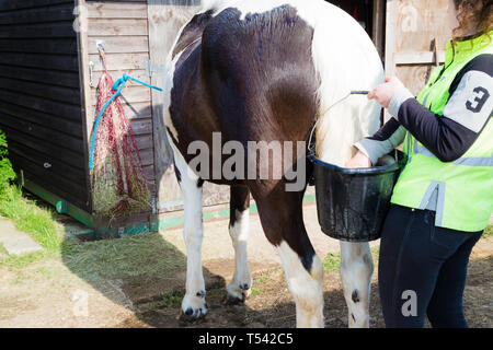 Higham, Kent, UK. Un caballo con su cola lavados por su propietario en un patio del establo. Foto de stock