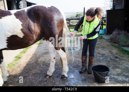 Higham, Kent, UK. Un caballo con su cola lavados por su propietario en un patio del establo. Foto de stock