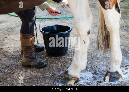Higham, Kent, UK. Un caballo con un lavado de sus piernas en un patio del establo de su dueño. Foto de stock