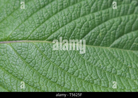 Macro close-up de la veta natural de un patrón de hojas de Salvia. Foto de stock