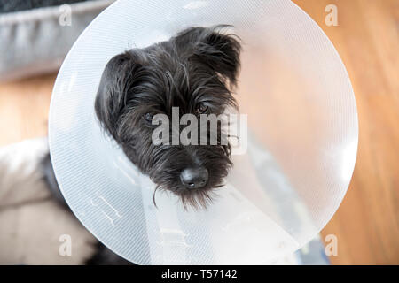 Schnauzer miniatura cachorro vistiendo un e-collar Foto de stock