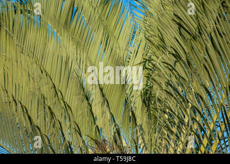 Resumen antecedentes con Palm. La textura de verde con hojas de palmera. Las formas de la naturaleza. Planta triángulo Palm o Dypsis decaryi. Foto de stock
