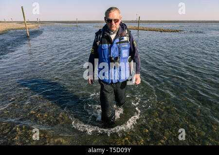 Cuxhaven, Alemania. 20 abr, 2019. La Wattführer Hans va en marea baja por un Priel en el vatio. Crédito: Mohssen Assanimoghaddam/dpa/Alamy Live News Foto de stock