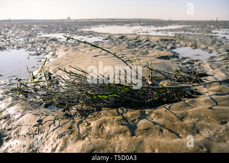 Cuxhaven, Alemania. 20 abr, 2019. Una vista de un arbusto tumbado en las marismas. Crédito: Mohssen Assanimoghaddam/dpa/Alamy Live News Foto de stock