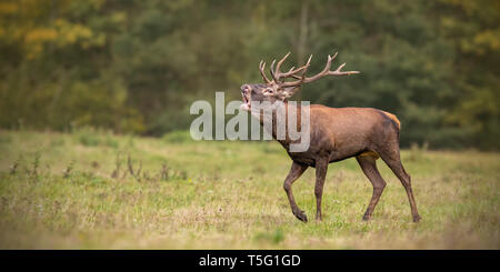 Red Deer, Cervus elaphus, stag rugiendo durante la temporada de celo en otoño.