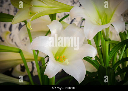 Planta de flor de lis de paz blanca Fotografía de stock - Alamy