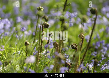 Primavera en el bosque, Sint Maartensvlotbrug Wildrijk, Holanda blooming Blue Bells y nuevos helechos del bosque para colorear