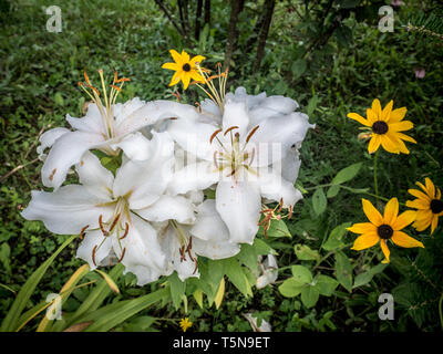 Azucenas blancas pequeñas flores y hojas verdes, closeup Fotografía de  stock - Alamy